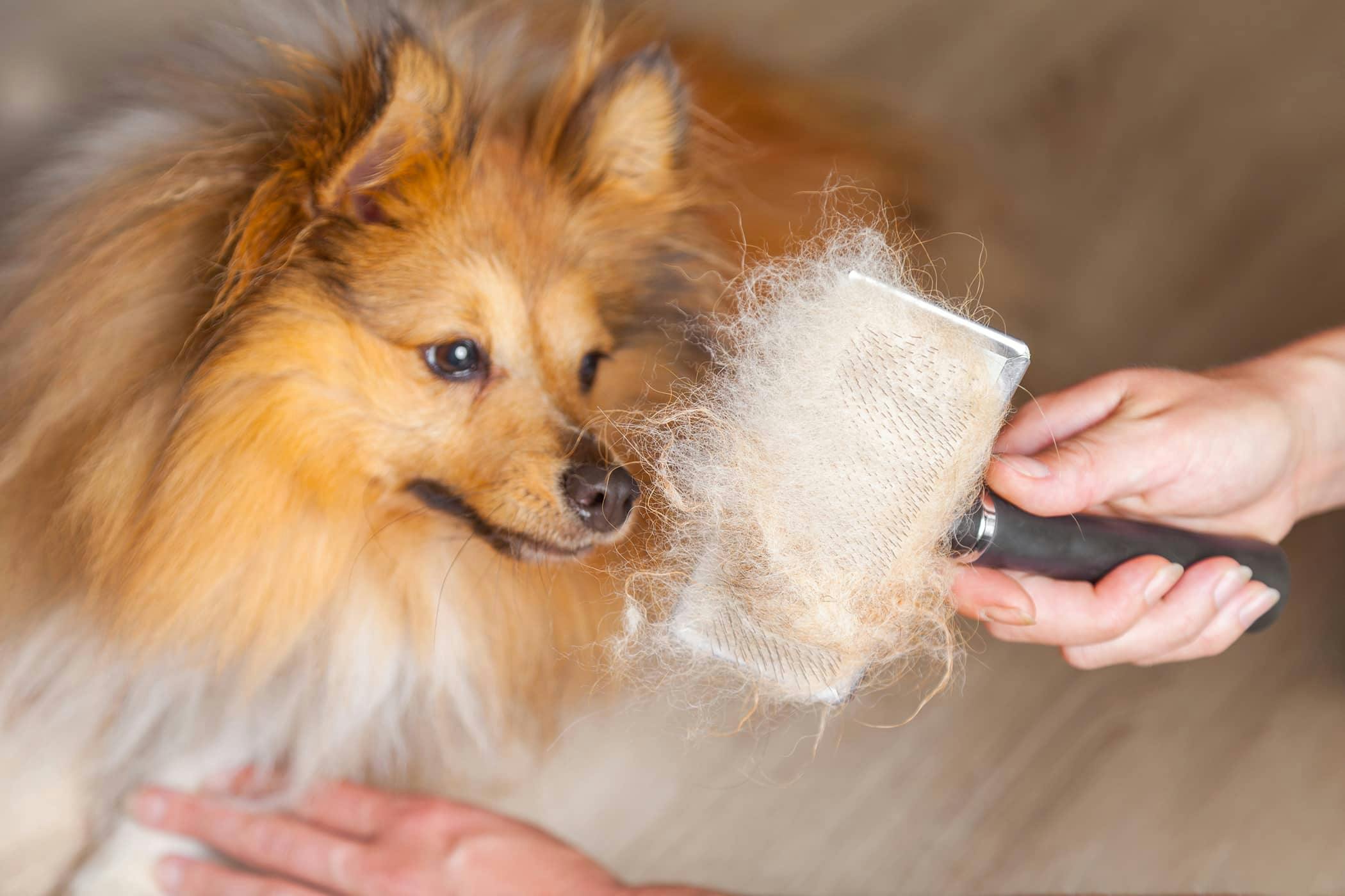 dog not getting nutrition from food