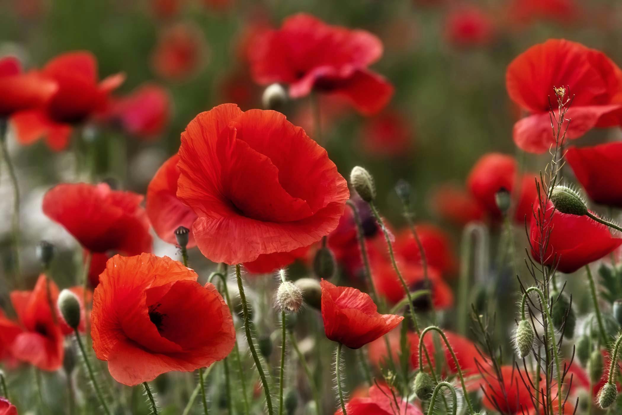 are poppies poisonous to dogs
