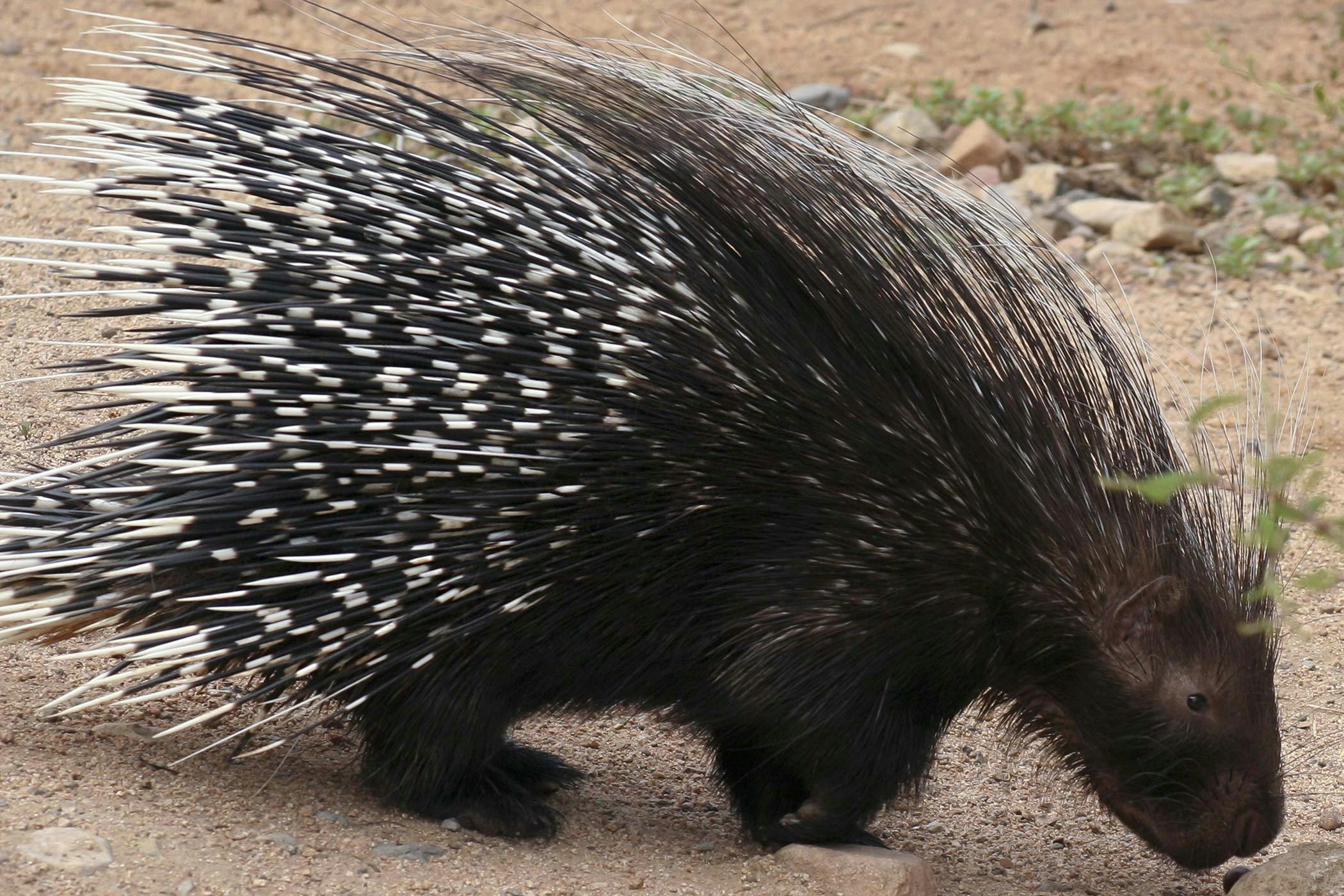 Porcupine Quills Barbs