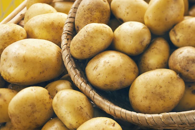 Potato Green Poisoning In Dogs Symptoms Causes Diagnosis Treatment Recovery Management Cost