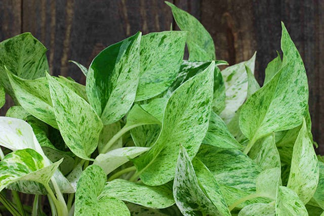 Pothos Poisoning in Dogs - Symptoms, Causes, Diagnosis, Treatment, Recovery, Management, Cost