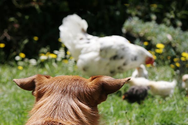 chicken allergy in dogs