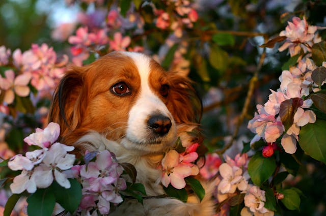 Pressure Wraps in Dogs - Conditions Treated, Procedure, Efficacy, Recovery, Cost, Considerations, Prevention