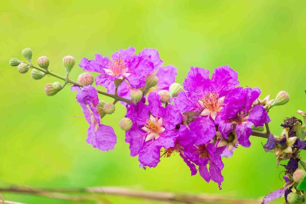 Pride of India Poisoning in Dogs - Symptoms, Causes, Diagnosis, Treatment, Recovery, Management, Cost