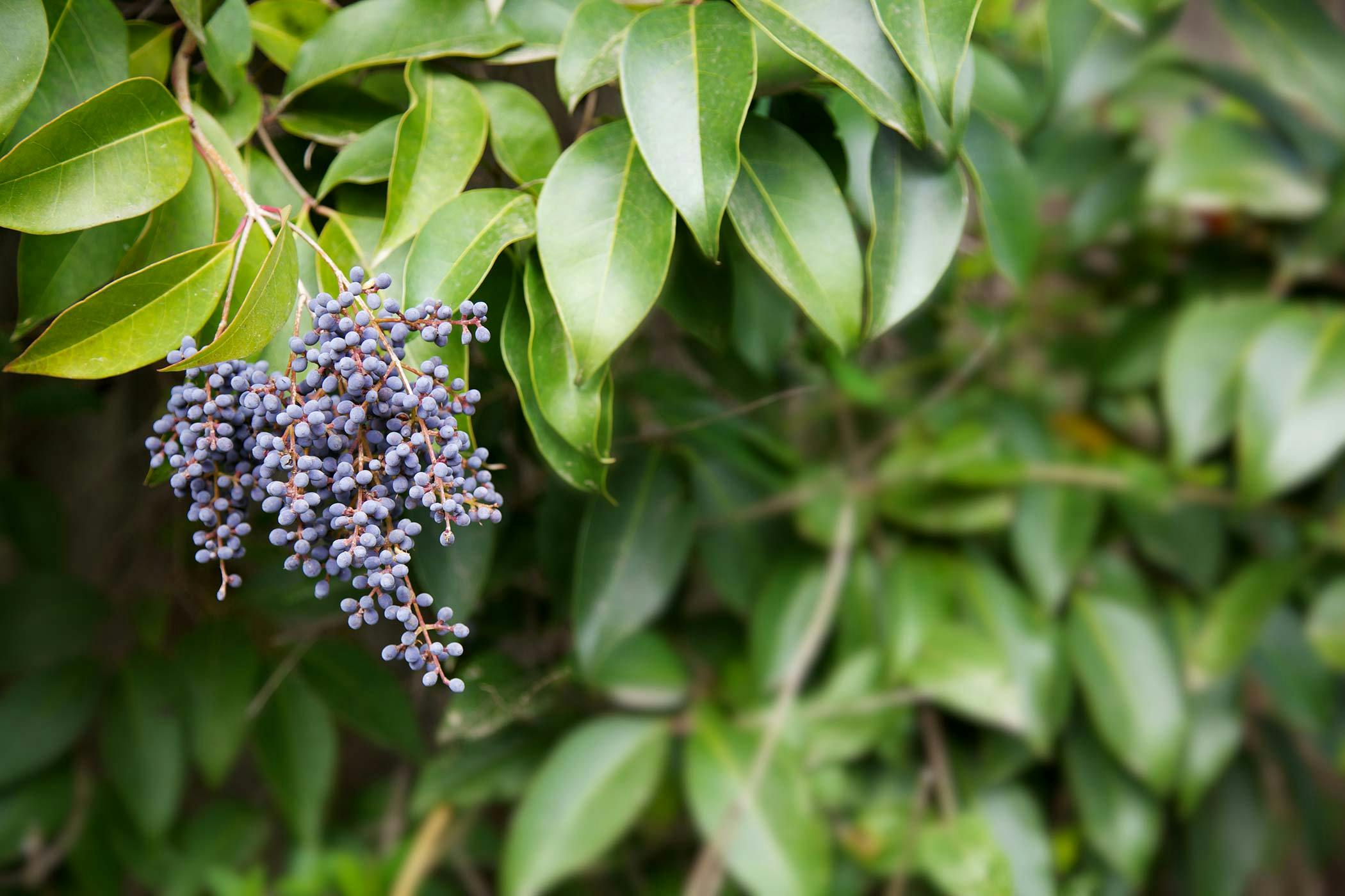 is privet poisonous to dogs