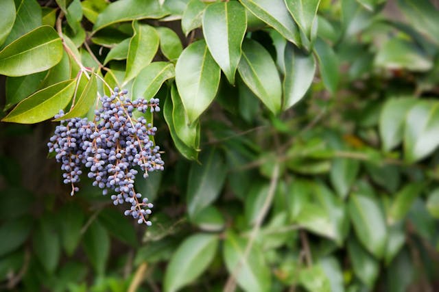 Privet Poisoning in Dogs - Symptoms, Causes, Diagnosis, Treatment, Recovery, Management, Cost