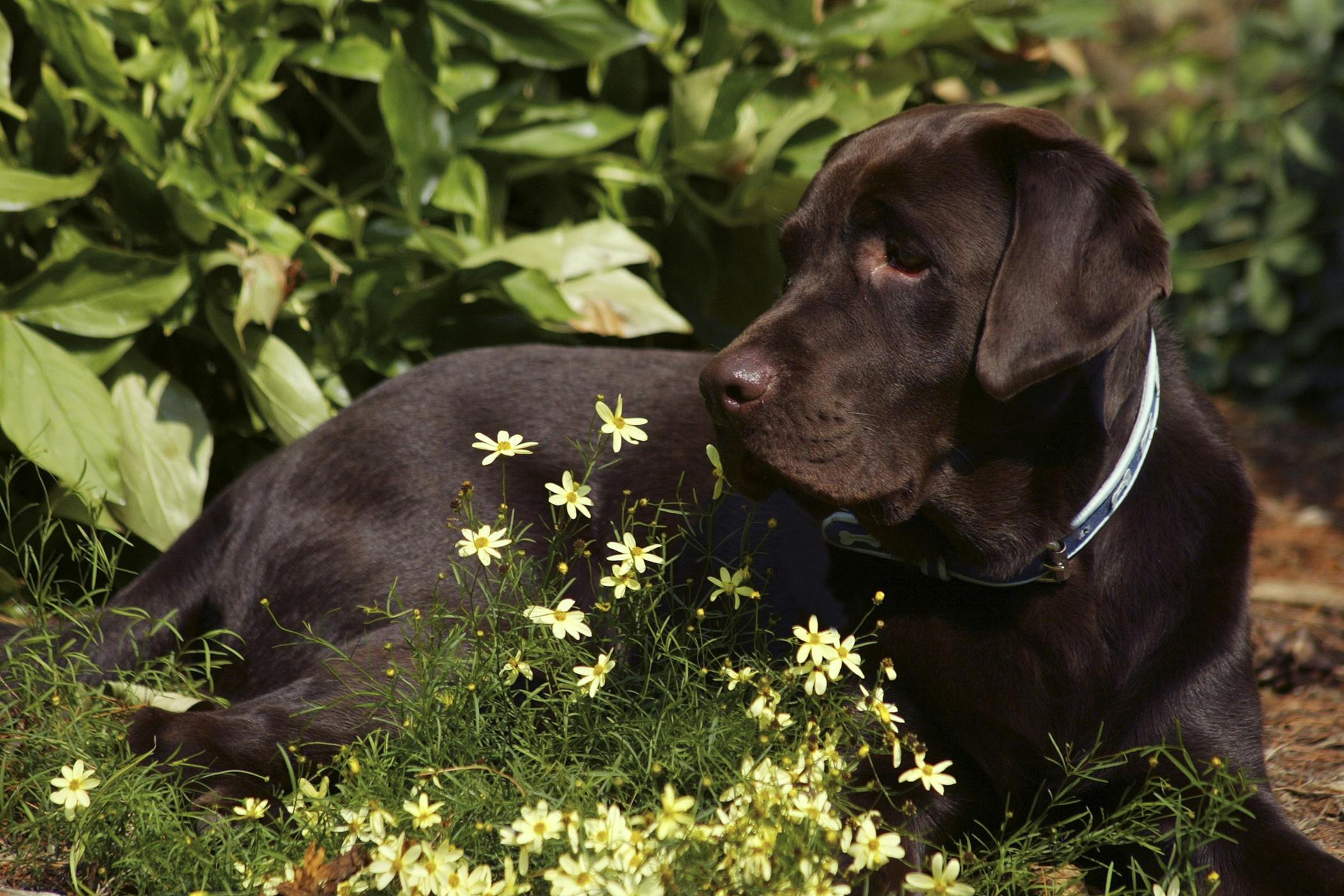 prostate biopsy dog)