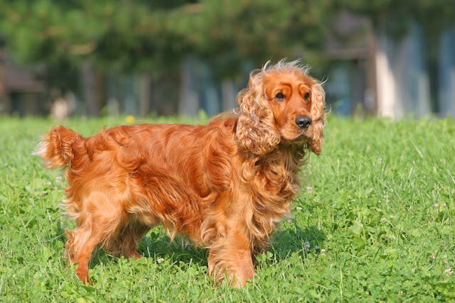 Prostatitis in Dogs - Symptoms, Causes, Diagnosis, Treatment, Recovery, Management, Cost