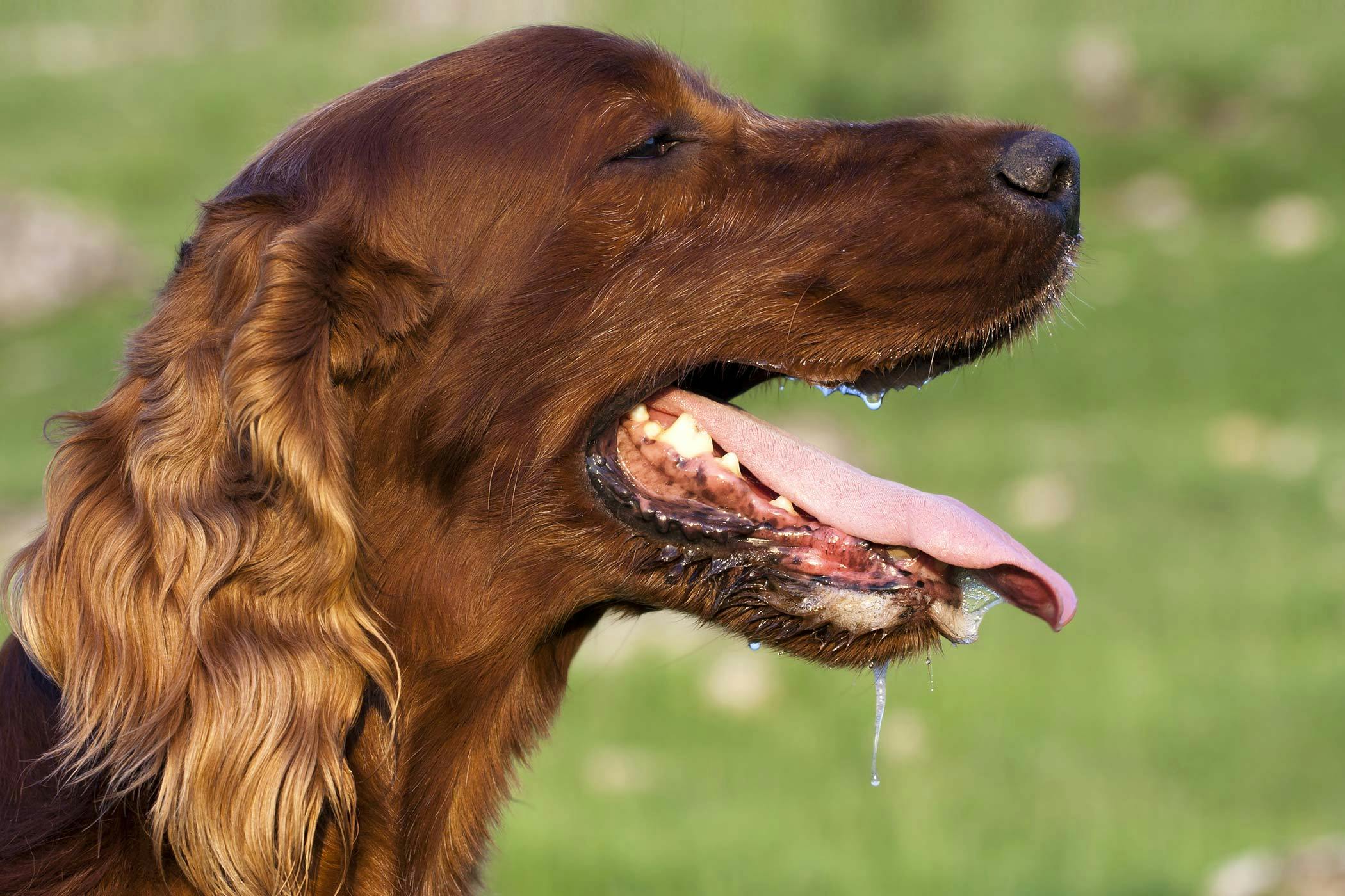 Excessive Production Of Saliva In Dogs Symptoms Causes Diagnosis Treatment Recovery Management Cost