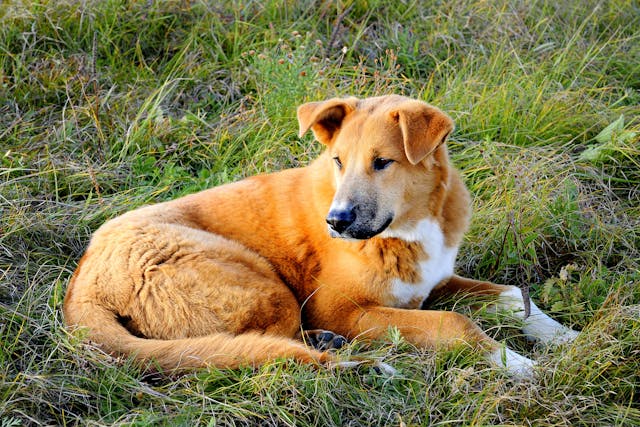 Pulmonary Artery Banding in Dogs - Conditions Treated, Procedure, Efficacy, Recovery, Cost, Considerations, Prevention