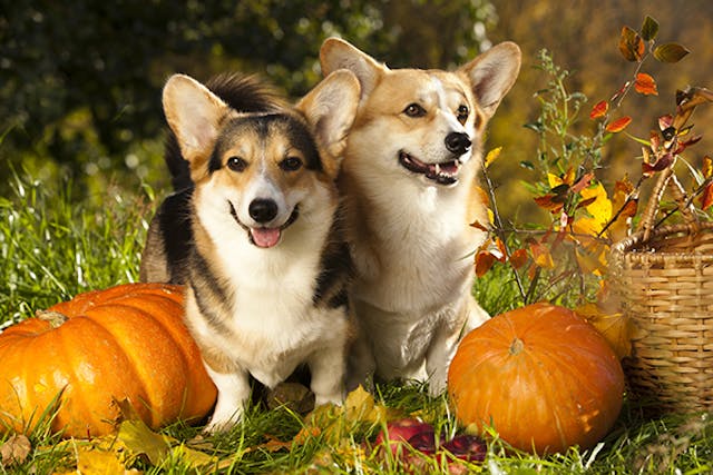 Pumpkin Allergies in Dogs - Symptoms, Causes, Diagnosis, Treatment, Recovery, Management, Cost