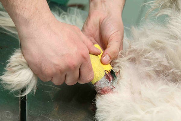 How to cut your dog's nails safely at home - Goddard Veterinary Group