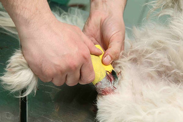 how do you treat a puncture wound on a dog at home