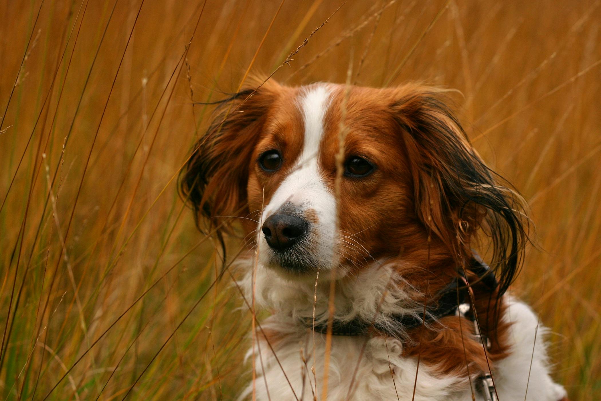 how do you treat impetigo in dogs at home