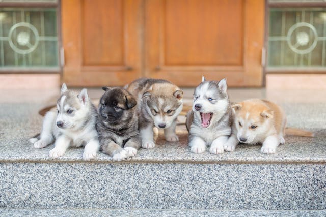 Strangle stages of puppy Strangles in