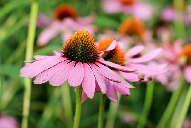 Purple Coneflower (Echinacea) Poisoning in Dogs - Symptoms, Causes, Diagnosis, Treatment, Recovery, Management, Cost