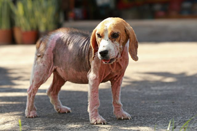 Pyoderma in Dogs - Symptoms, Causes, Diagnosis, Treatment, Recovery ...