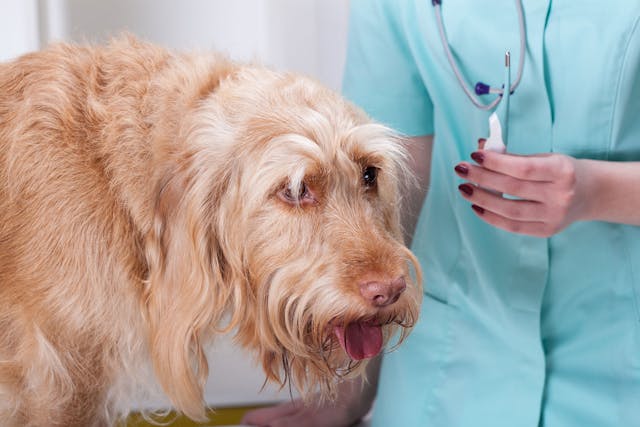 Pyothorax in Dogs - Symptoms, Causes, Diagnosis, Treatment, Recovery, Management, Cost