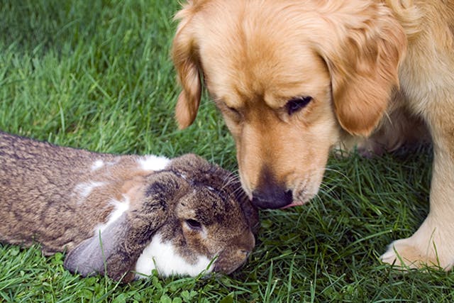 Rabbit Allergies in Dogs - Symptoms, Causes, Diagnosis, Treatment, Recovery, Management, Cost
