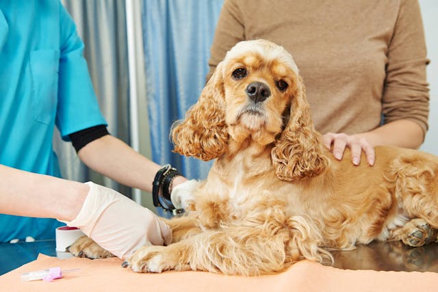 Radioactive Iodine Therapy in Dogs - Conditions Treated, Procedure, Efficacy, Recovery, Cost, Considerations, Prevention
