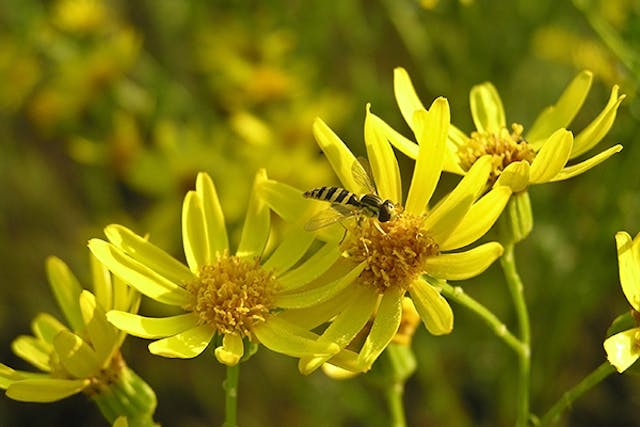Ragwort Poisoning in Dogs - Symptoms, Causes, Diagnosis, Treatment, Recovery, Management, Cost