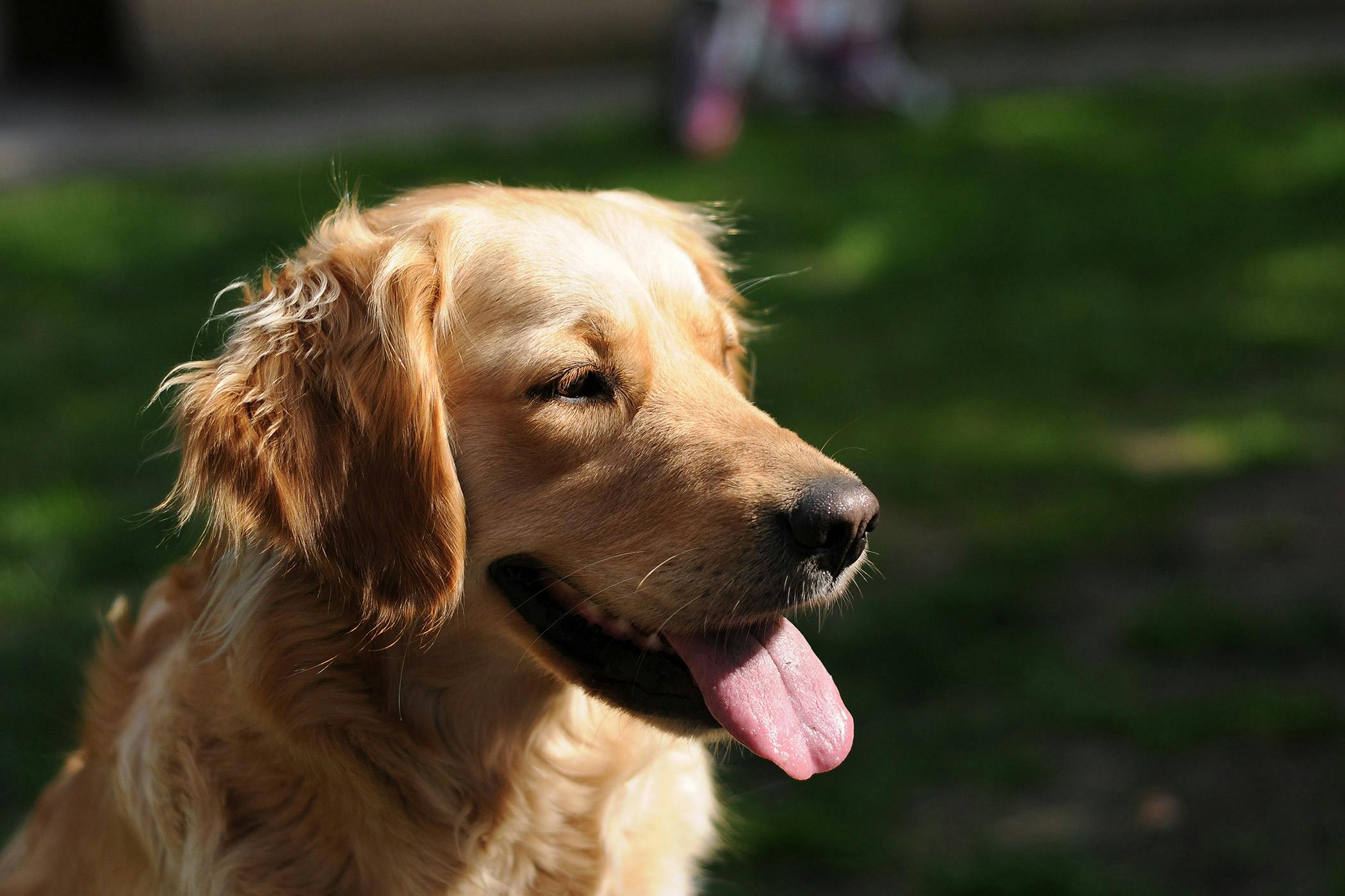 how do you check a dogs heart rate