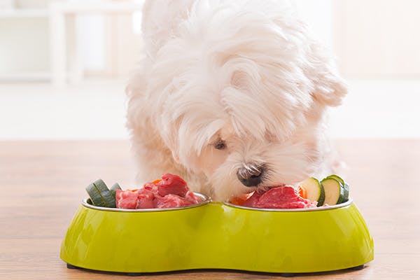 Raw Food Allergies in Dogs - Symptoms, Causes, Diagnosis, Treatment, Recovery, Management, Cost