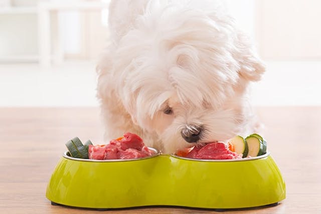 Raw Food Allergies in Dogs - Symptoms, Causes, Diagnosis, Treatment, Recovery, Management, Cost