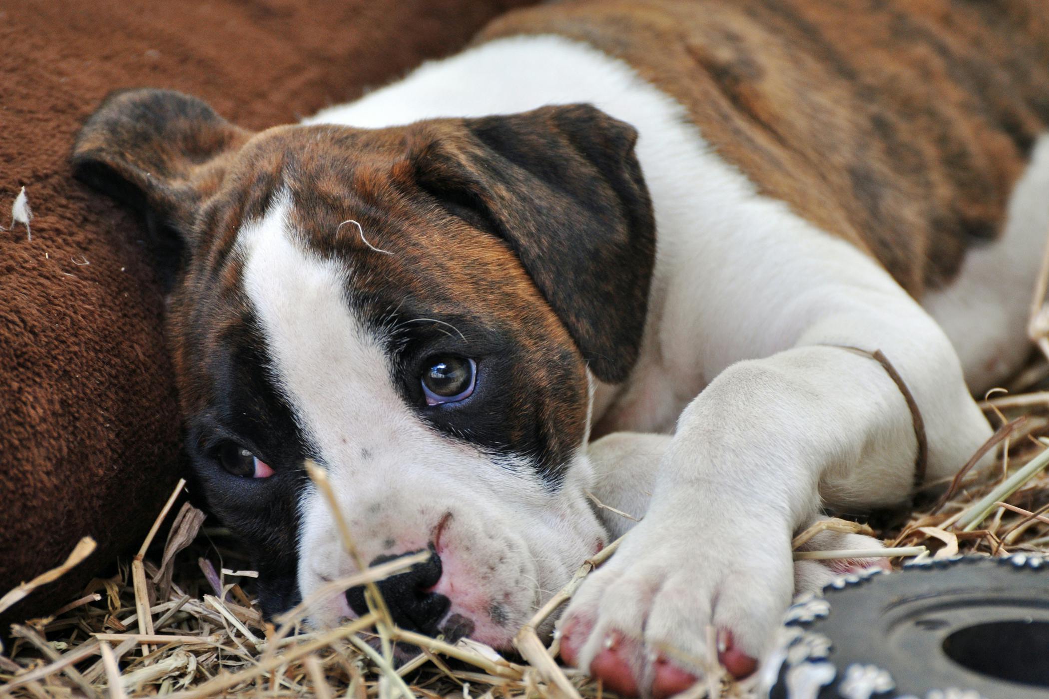 Dog paw clearance surgery