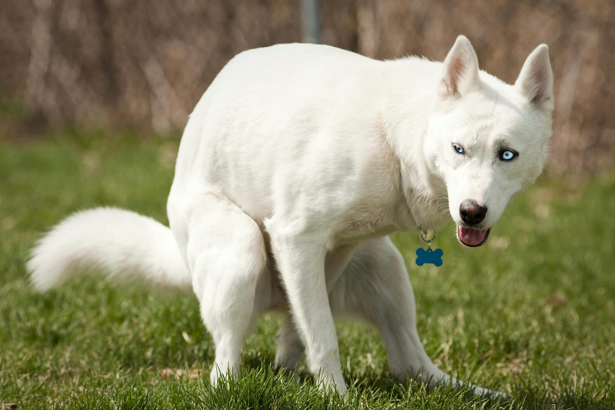 why do dogs scratch grass after they poop