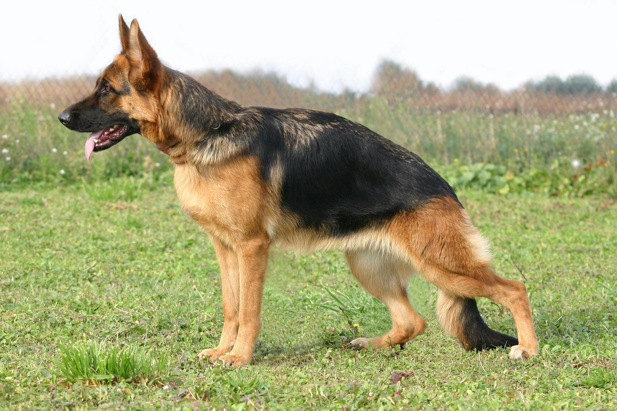 can cropping dogs tails to short cause prolapse rectum