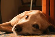 Recumbency In Dogs Symptoms Causes Diagnosis Treatment Recovery 