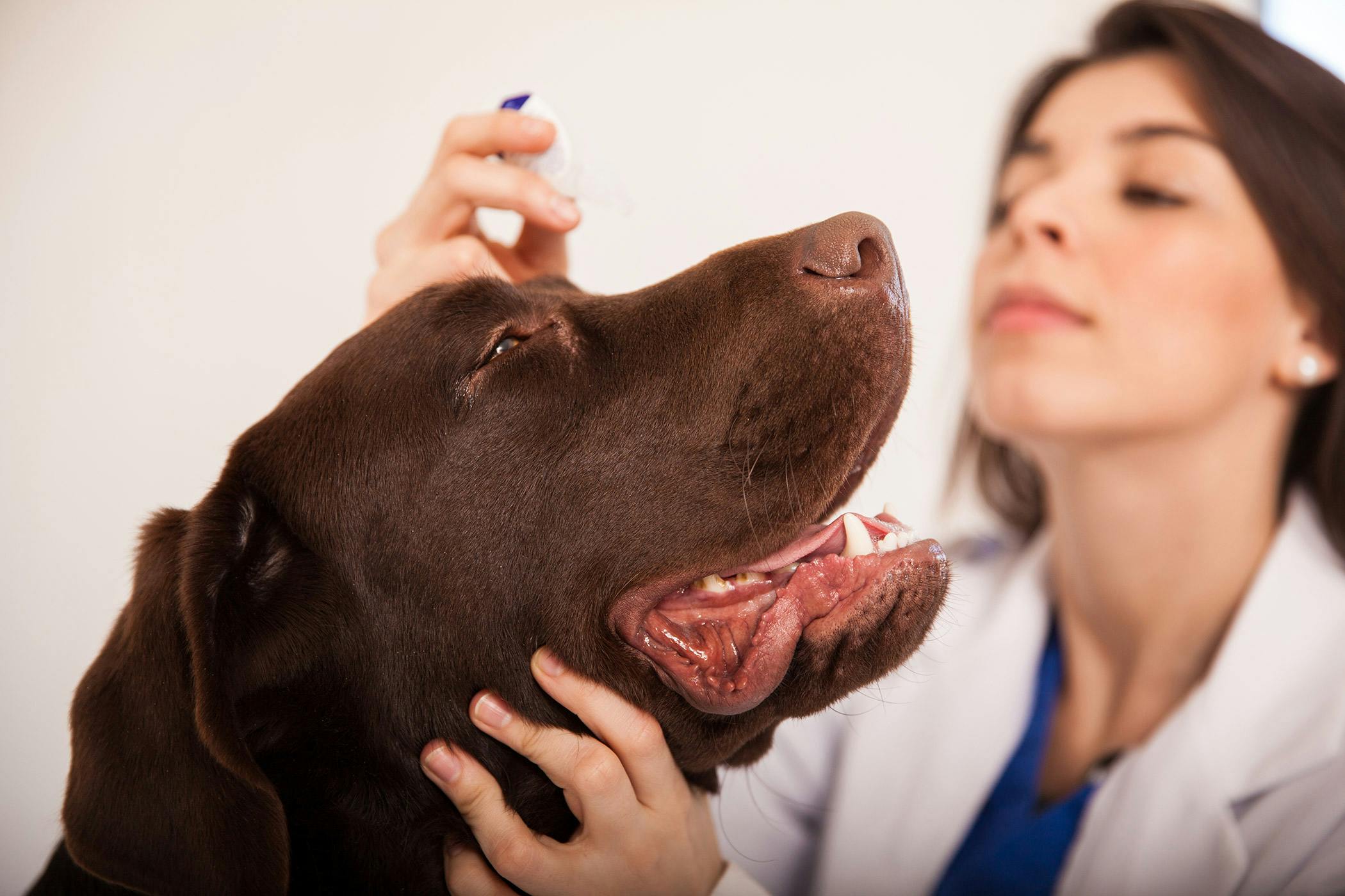 Red Eye In Dogs Symptoms Causes Diagnosis Treatment Recovery Management Cost
