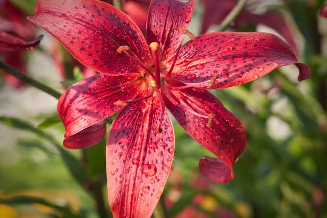 Red Lily Poisoning in Dogs - Symptoms, Causes, Diagnosis, Treatment, Recovery, Management, Cost