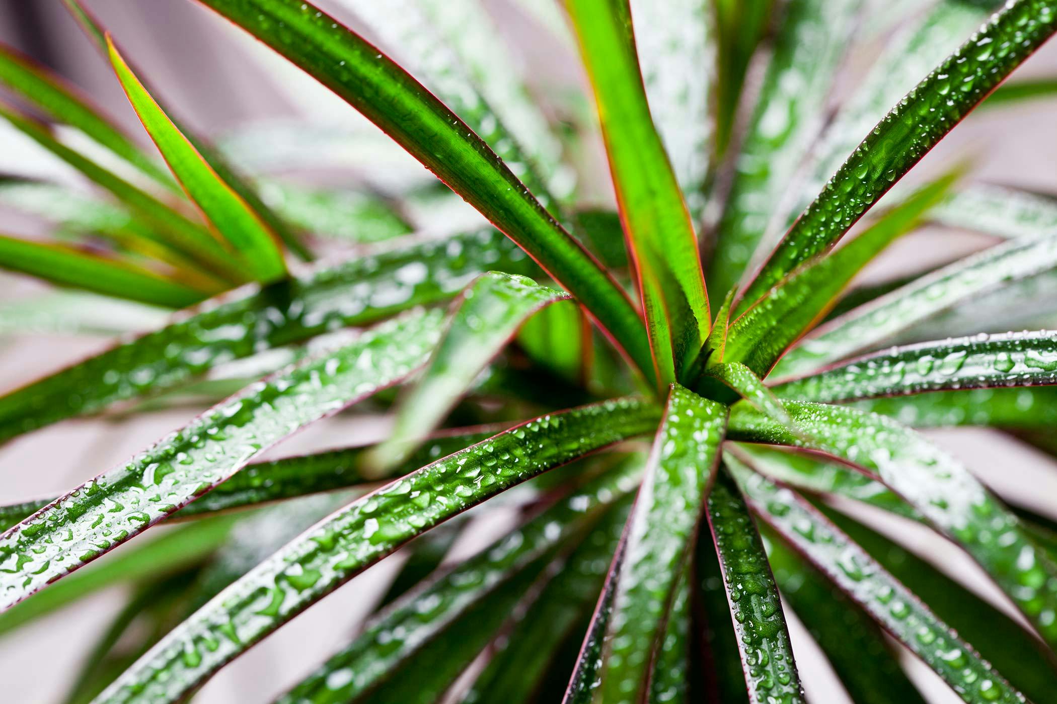 are dracaena plants poisonous to dogs