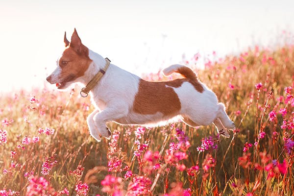 Red Princess Poisoning in Dogs - Symptoms, Causes, Diagnosis, Treatment, Recovery, Management, Cost