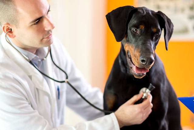 Regenerative Anemia in Dogs - Symptoms, Causes, Diagnosis, Treatment, Recovery, Management, Cost