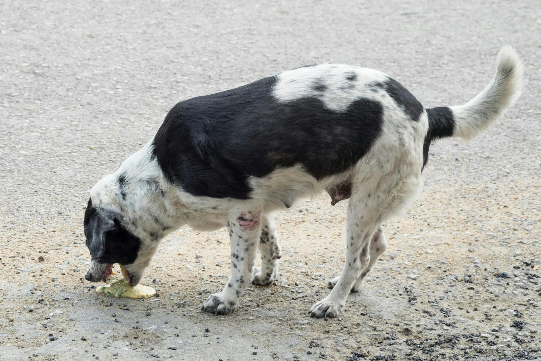 why does dog throw up undigested food