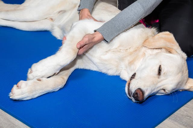 Reiki in Dogs - Conditions Treated, Procedure, Efficacy, Recovery, Cost, Considerations, Prevention