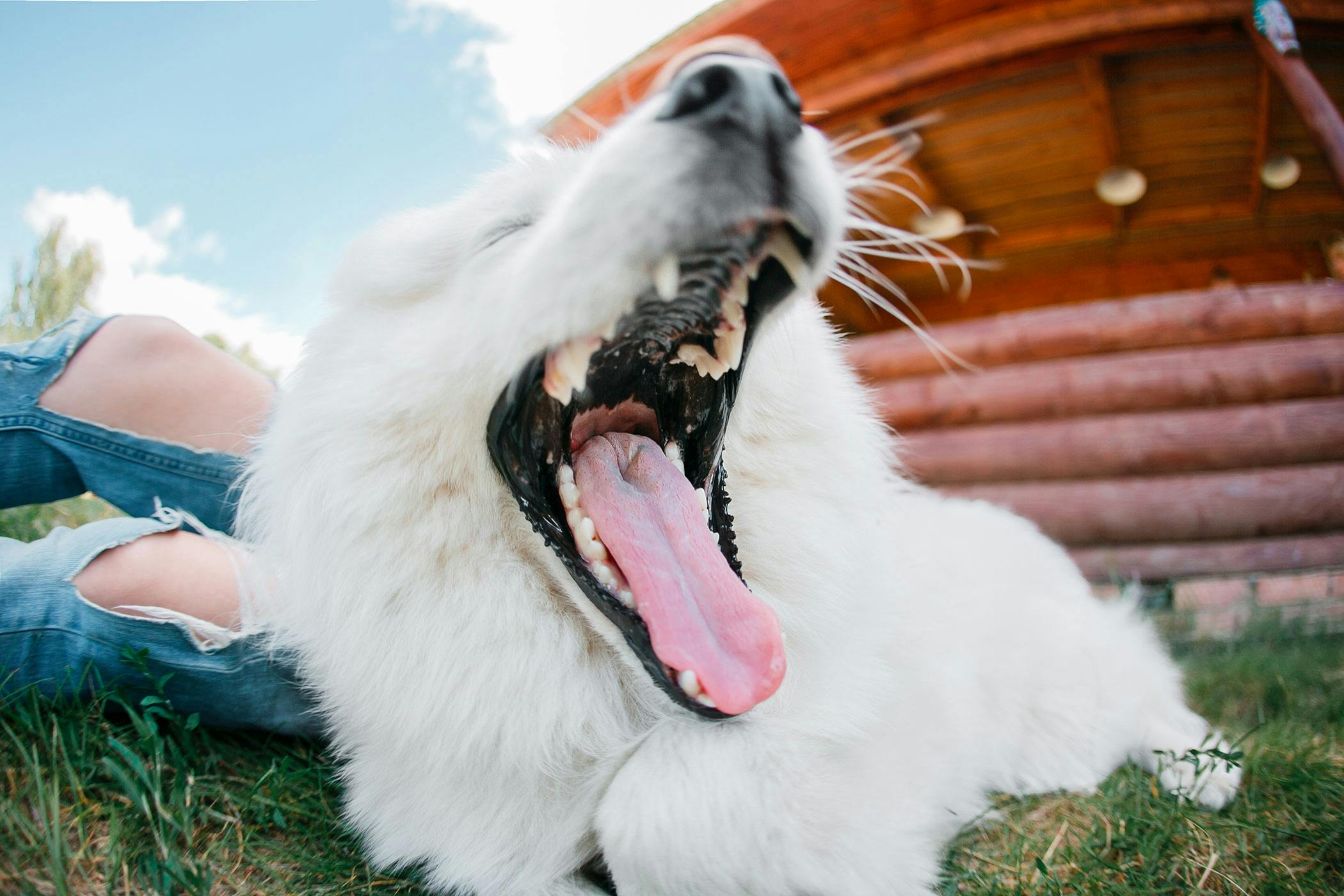 why puppies have sharp teeth