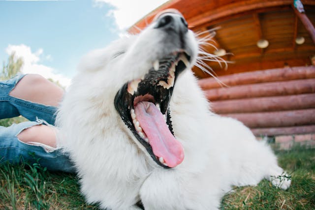 Retained Baby Teeth In Dogs Symptoms Causes Diagnosis Treatment Recovery Management Cost Retained Baby Teeth In Dogs Symptoms Causes Diagnosis Treatment Recovery Management Cost