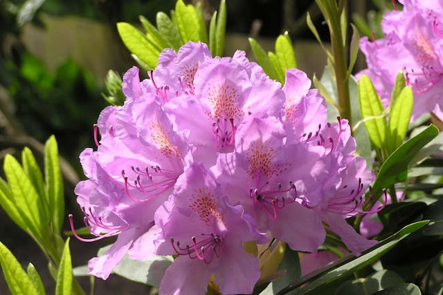 Rhododendron Poisoning in Dogs - Symptoms, Causes, Diagnosis, Treatment, Recovery, Management, Cost