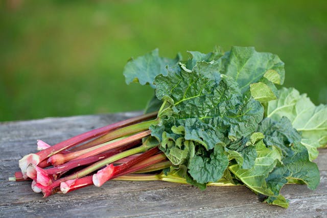 Rhubarb Poisoning in Dogs - Symptoms, Causes, Diagnosis, Treatment, Recovery, Management, Cost