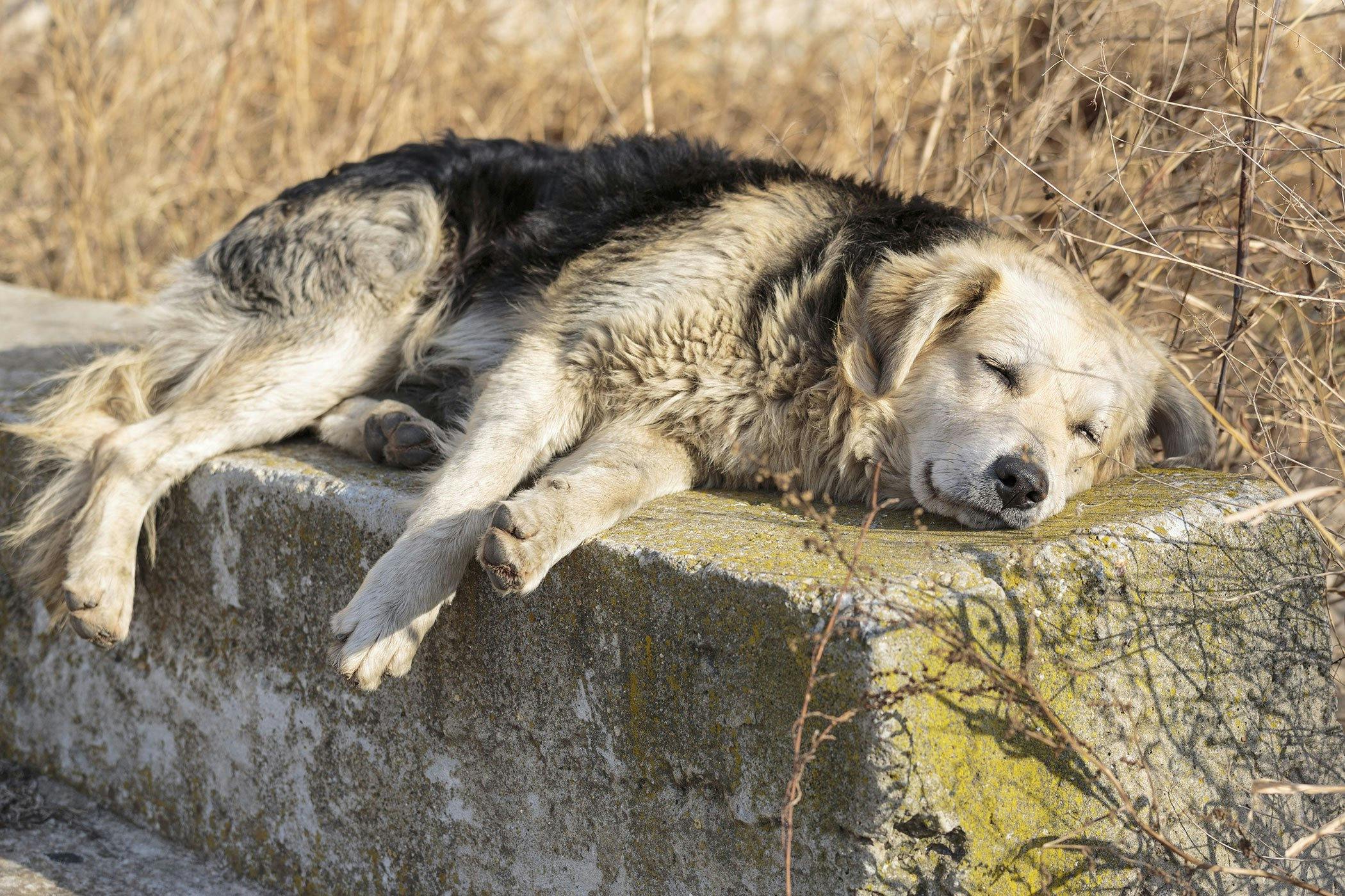 ringworm rash dogs