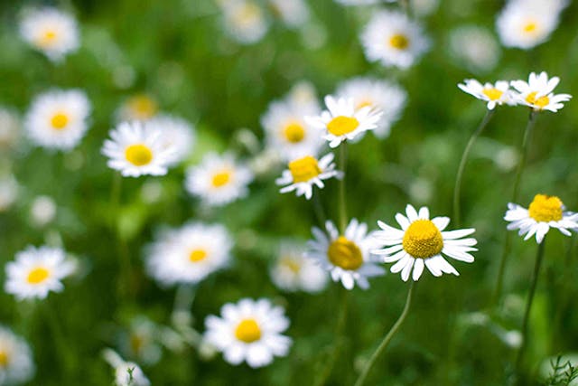 Roman Chamomile Poisoning in Dogs - Symptoms, Causes, Diagnosis, Treatment, Recovery, Management, Cost