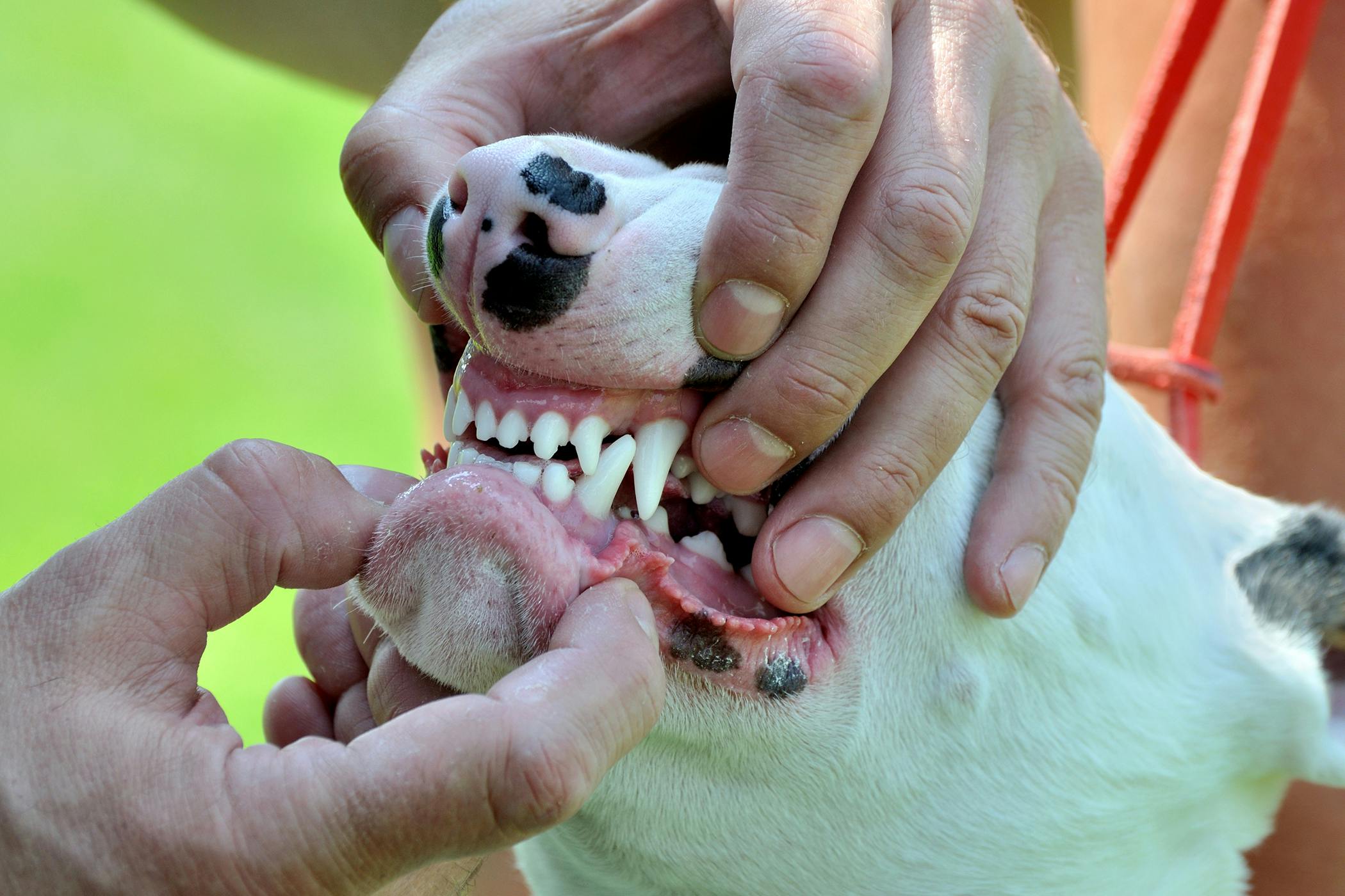 Do Dogs Have Nerves In Their Teeth