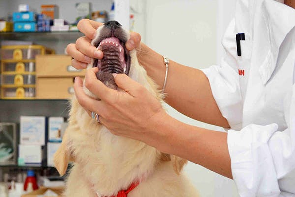 Root Canal in Dogs - Symptoms, Causes, Diagnosis, Treatment, Recovery, Management, Cost