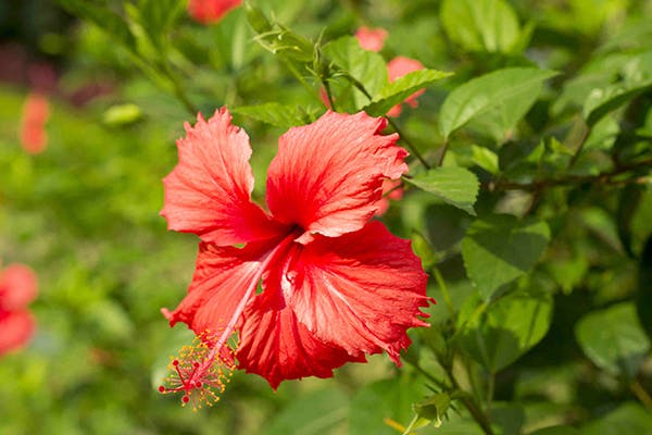 hibiscus flowers poisonous to dogs