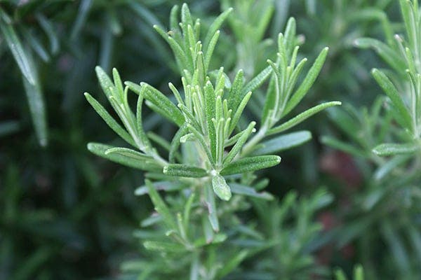 Is rosemary plant poisonous best sale to dogs