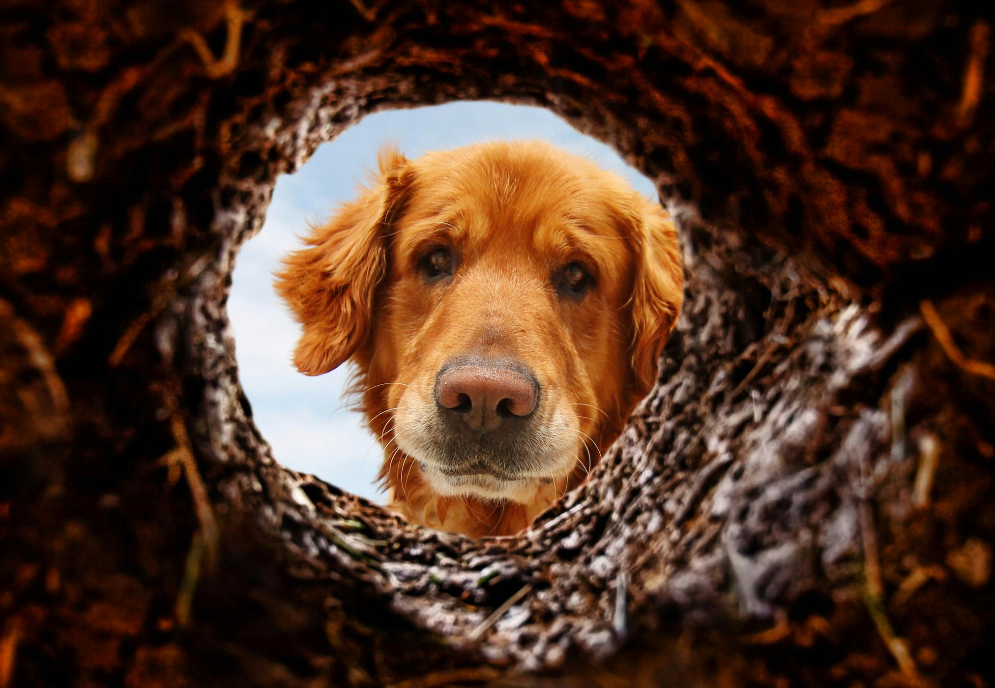 Roundworm pills for store dogs